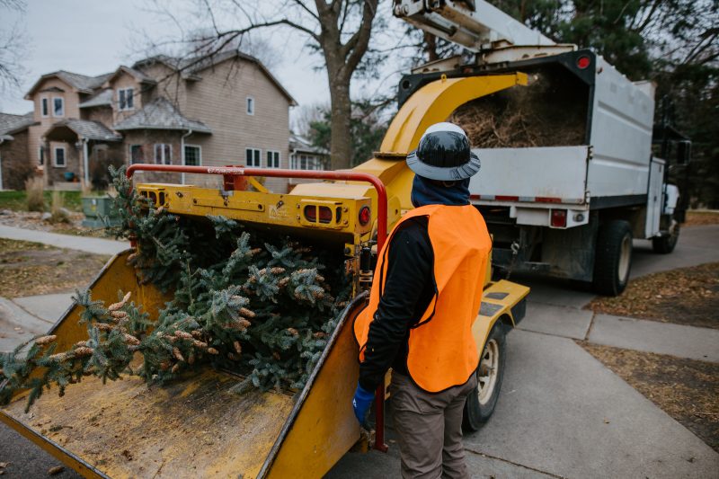 safe pine tree removal in Sioux Falls