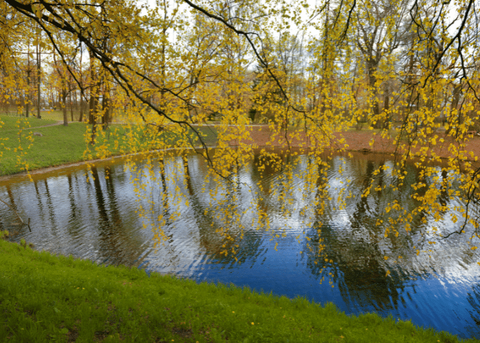 a clean pond