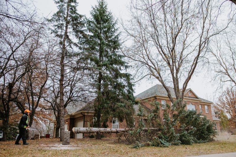Removing a residential tree in Sioux Falls