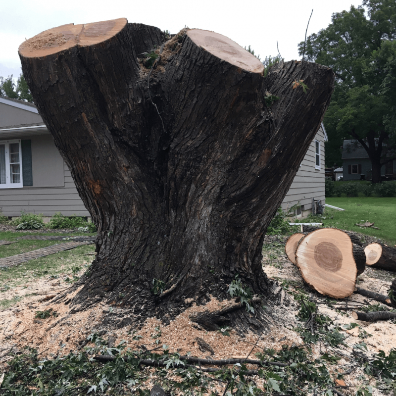 large tree removal in Sioux Falls