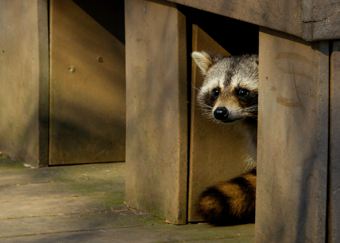 a pesky raccoon under a deck