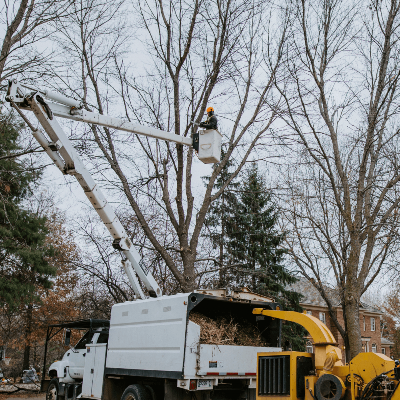 Tree removal services in South Dakota