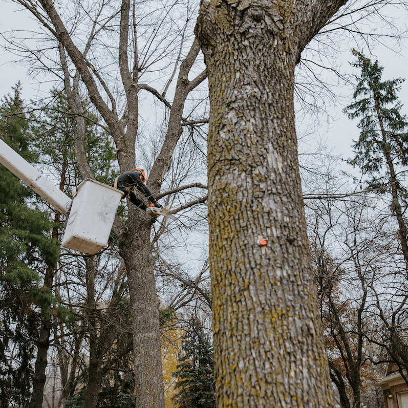 arborist pruning a tree in sioux falls