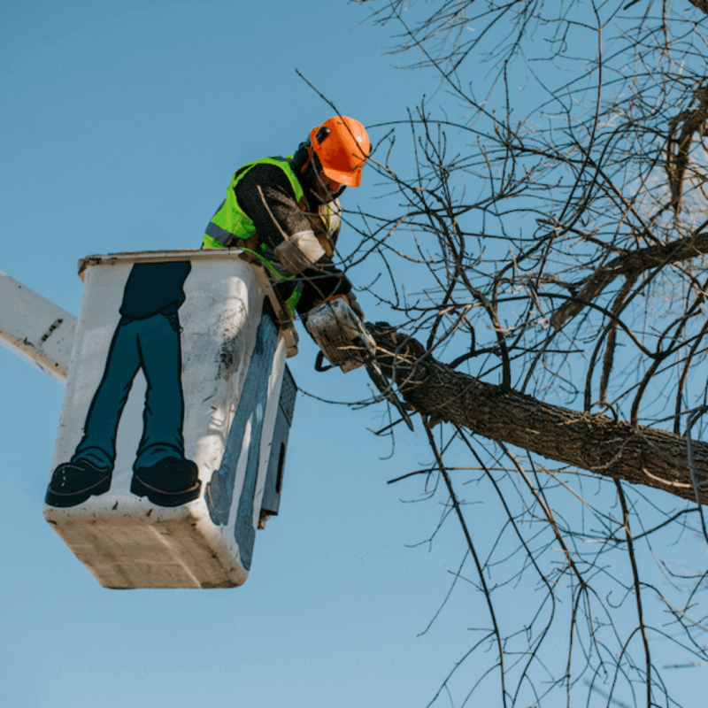Tree pruning in Sioux Falls, SD