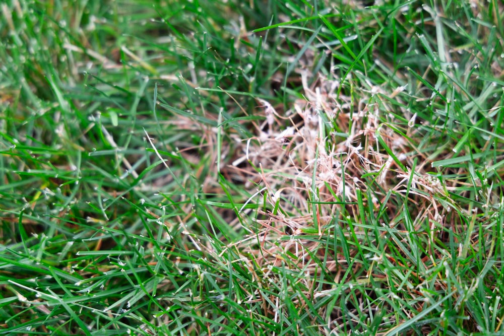 Red Thread Disease appears as pink fuzz in a lawn