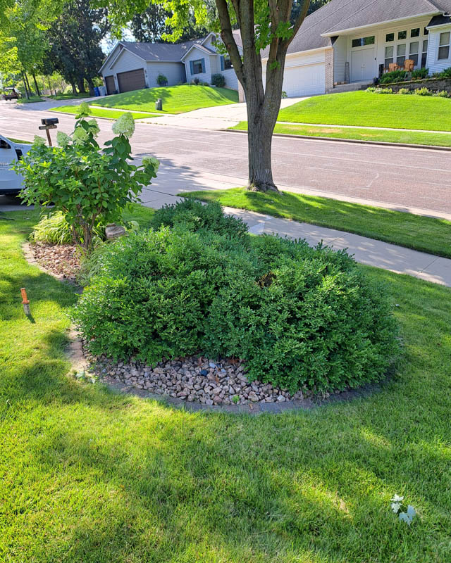 overgrown boxwoods in a rock bed