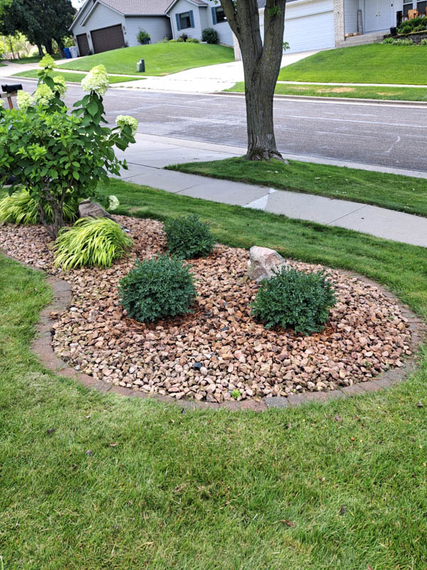 newly planted boxwoods in a rockbed