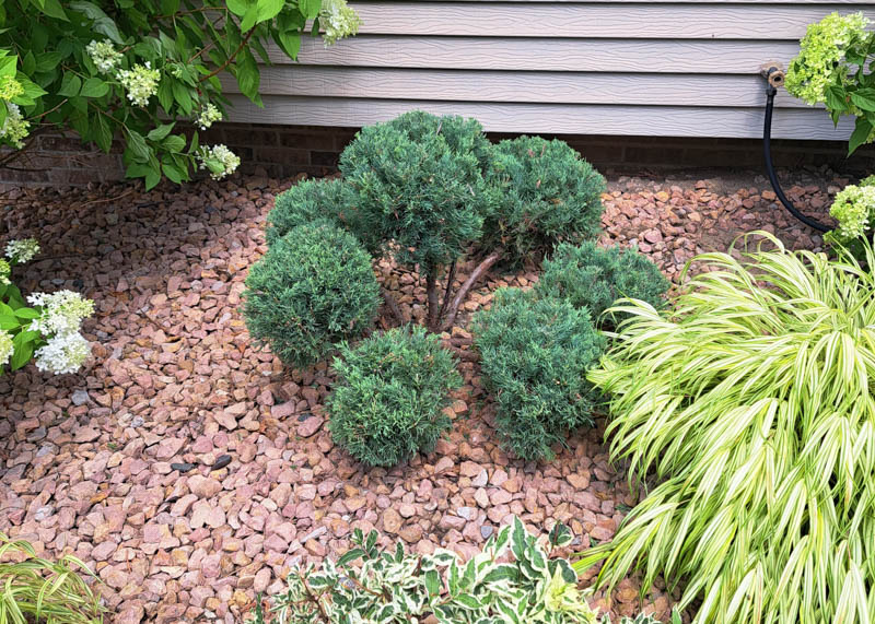 a perfectly shaped pom pom juniper in minnesota