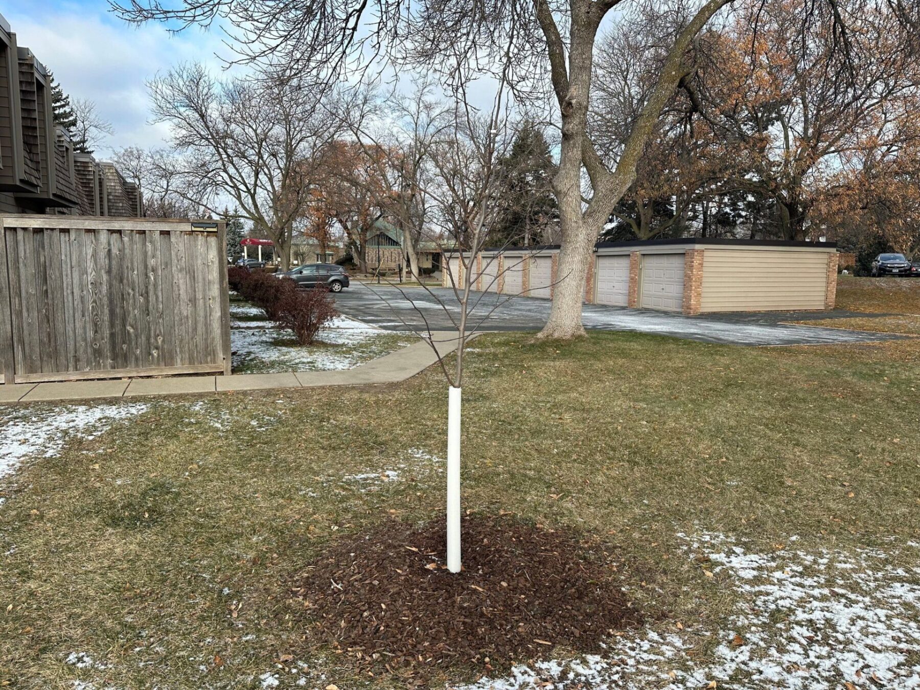 Tree protected by tree guard and a mulch ring for insulation and water absorption.