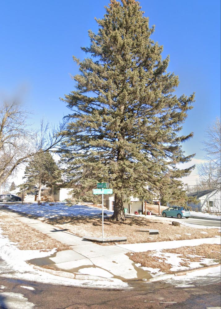 street view of a home with a large pine tree in winter