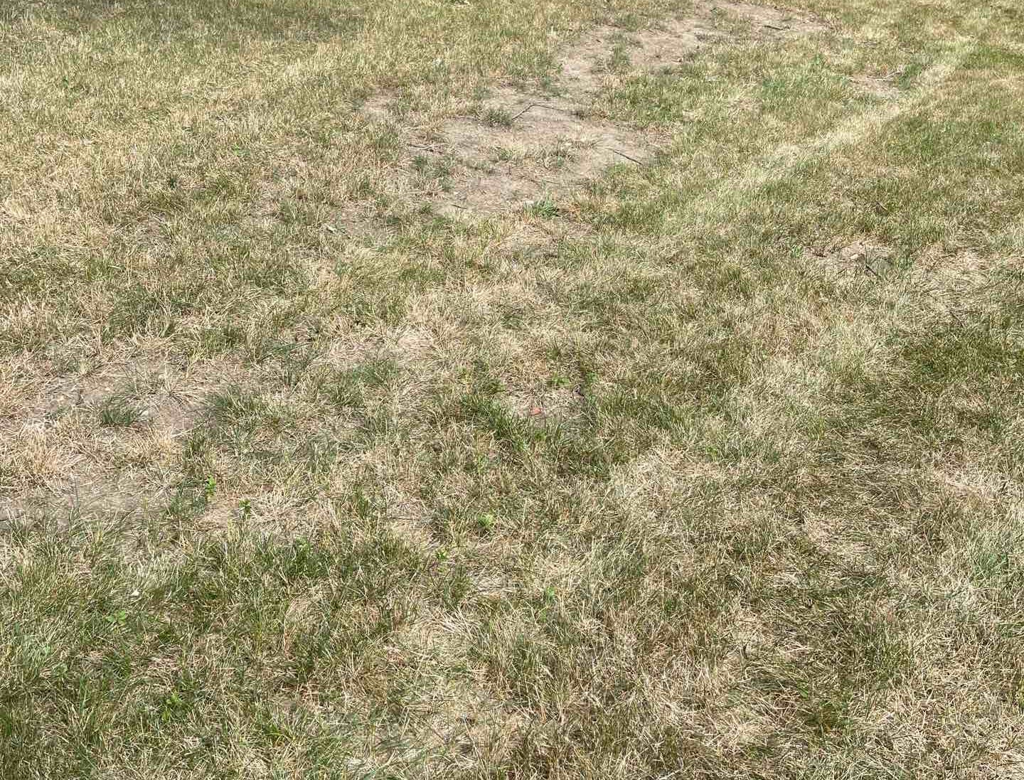 Lawn in Sioux Falls, SD that has not been properly maintained.