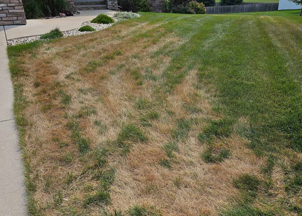 a Midwest lawn has brown spots from blight disease