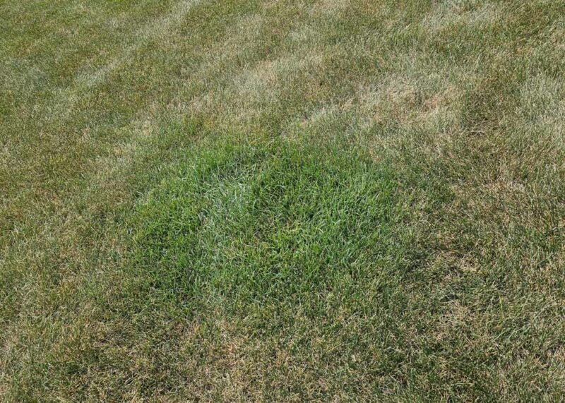 How to Identify and Prevent Blight Disease In Your Lawn - Weller Brothers