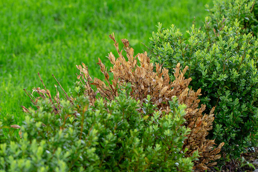 Boxwood experiencing drought, photo credit to Wilt-Pruf