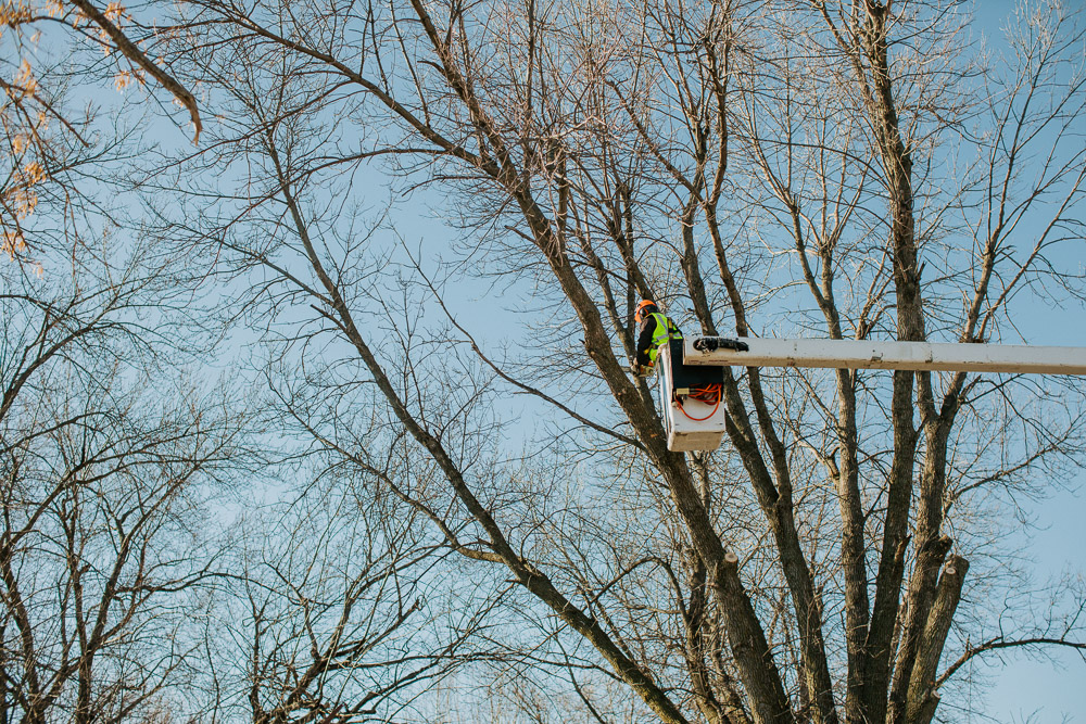 Weller Brothers Tree Removal team cutting tree branches while in a bucket from boom truck.
