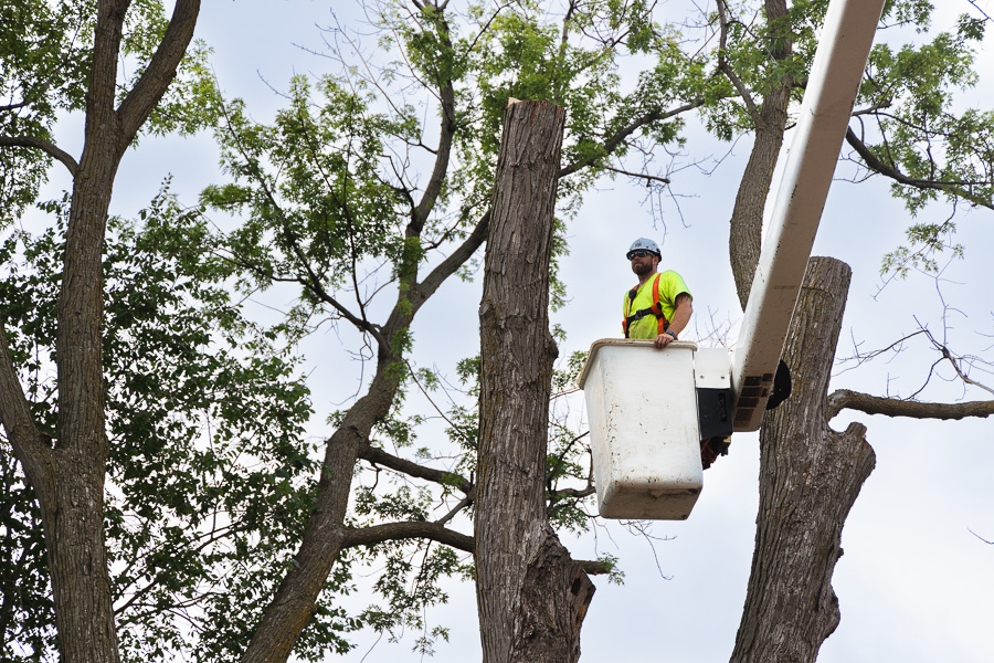 Phil Nystrom preparing to remove a tree. Weller Brothers Tree Professionals in Sioux Falls, SD