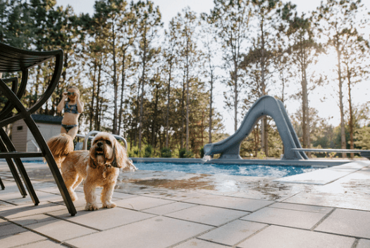 Cute dog by pool with slide