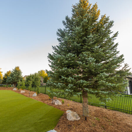 Large evergreen tree in a Sioux Falls, SD backyard created by Weller Brothers Landscaping