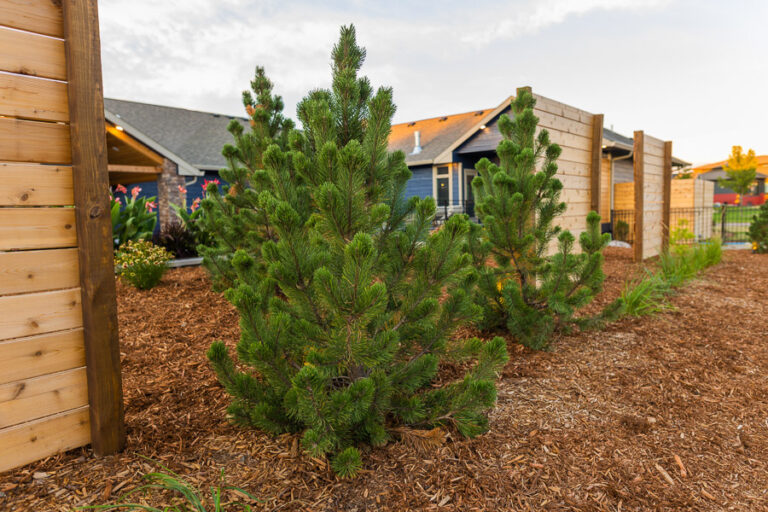 Small trees in landscaping in Sioux Falls, SD by Weller Brothers Landscaping