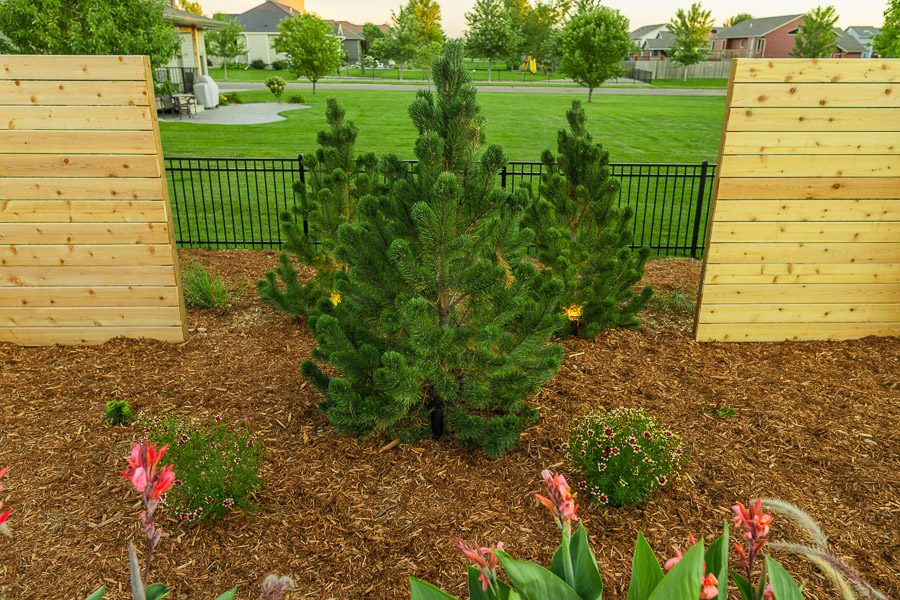 Evergreen shrubs in landscaping in Sioux Falls, SD