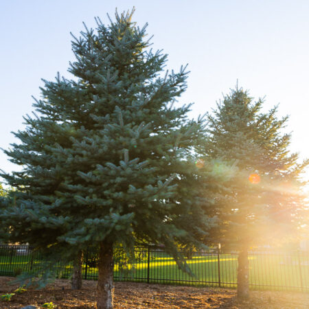 Large evergreen tree in Sioux Falls, SD backyard by Weller Brothers Landscaping
