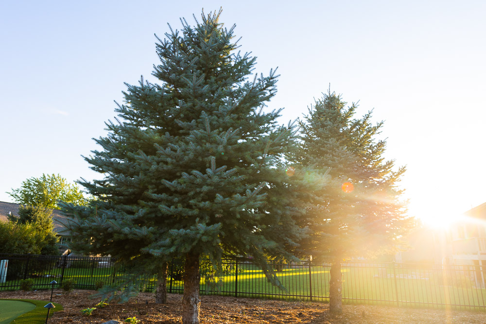Large evergreen tree in Sioux Falls, SD backyard by Weller Brothers Landscaping