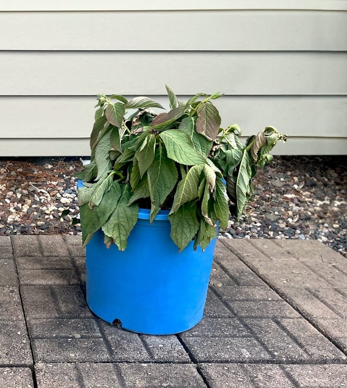 Plant not treated with Wilt-Pruf, Photo credit to Wilt-Pruf