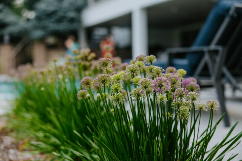 Vibrant purple and green allium flowers bloom in the foreground, with a blurred view of a poolside lounge area in the background.