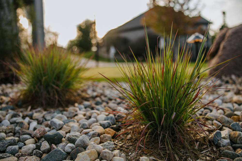 softscapes in a backyard landscape