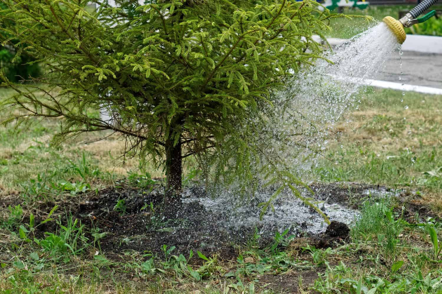 Watering an evergreen tree before the winter season.